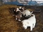 Продам щенков сао Алабай, родились 31 12 2021 объявление продам