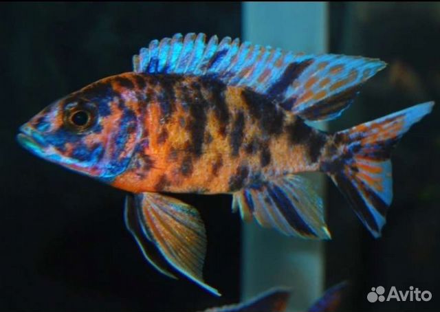 Аулонокара мультиколор - Аквариумные рыбки в ассор