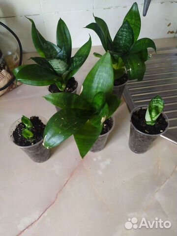 Сансевиерия ханни