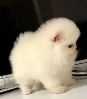 Шпиц мальчик и девочка