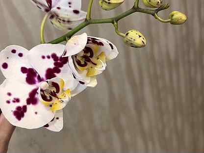 Орхидея фаленопсис Клементина