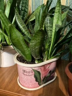 Сансевиерия / щучий хвост/ тёщин язык