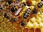 Пчелосемьи и Пчелопакеты Карника объявление продам
