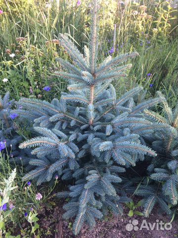 Ель голубая