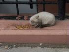 Котёнок невский маскарадный, подкинутый объявление продам