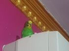 Домашние животные (волнистые попугай)