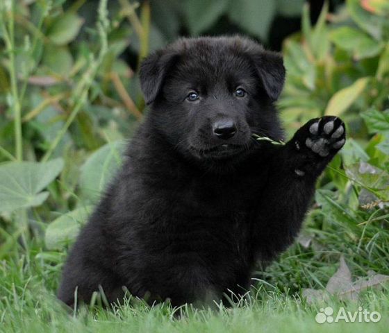 Черные немецкие овчарки - экс черные щенки