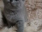 Котенок британской породы (девочка) объявление продам