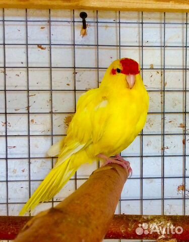 Попугаи птенцы