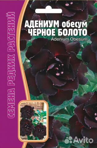 Семена Адениум Черное Болото, 3 сем