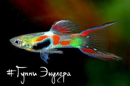 Рыбки, растения