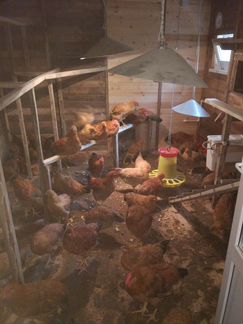 Яйца домашние деревенские