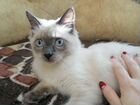 Кошка Фенотип балинезийской кошки объявление продам