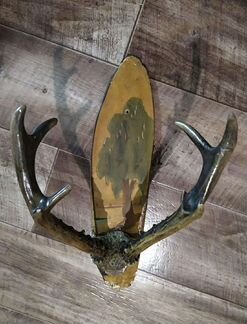 Рога косули