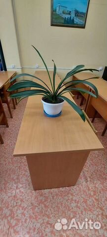 Лилия комнатная