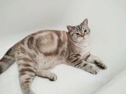 Кот Шотландский. Вязка