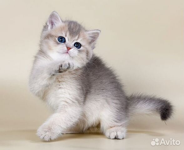 Счастье в дом