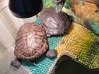 Продам водяных черепах объявление продам
