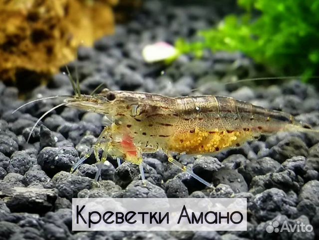 Креветки Амано. Доставка. Самовывоз