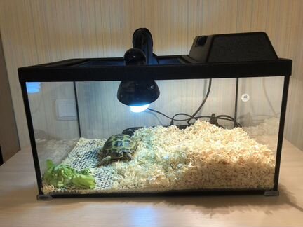 Черепаха сухопутная (самка) + террариум