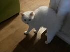 Турецкая ангора кот в частный дом