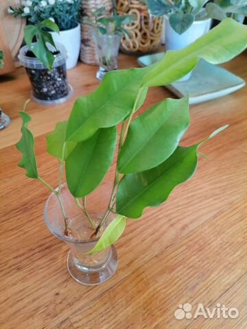 Фикус Бенджамина