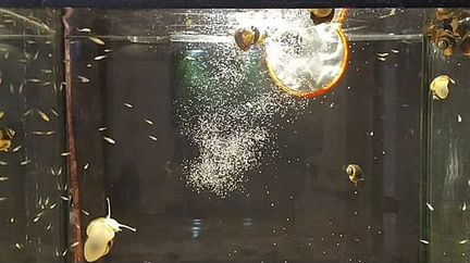 Живой корм для рыбок