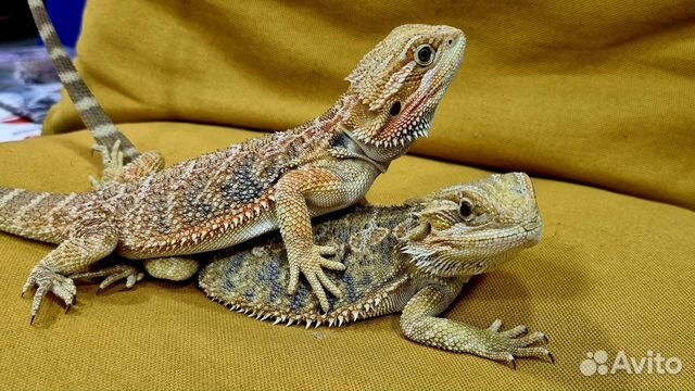Бородатая агама купить в Москве | Животные и зоотовары | Авито