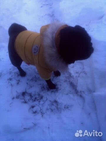 Зимняя одежда для собак