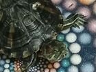 Красноухая черепаха с контейнером бесплатно