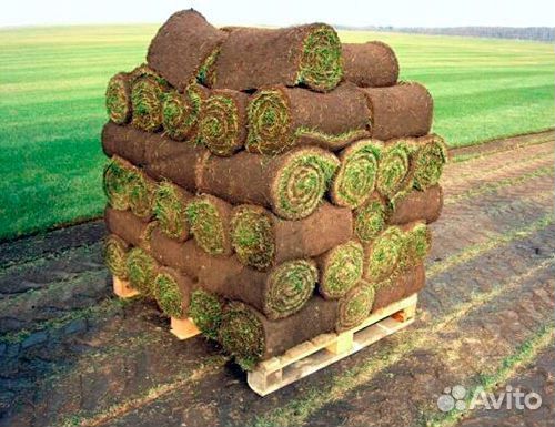 Газон рулонный (укладка, обслуживание)