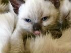 Котенок тайской кошки объявление продам