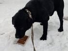 Найдена собака лабрадор объявление продам
