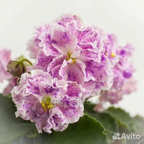 Фиалка Ле-Айседора