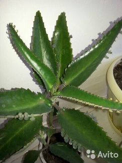 Цветок Каланхоэ лечебное, Алоэ - столетник