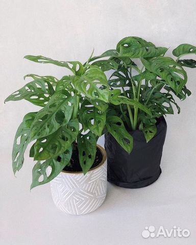 Монстера манки маск