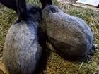 Кролики объявление продам