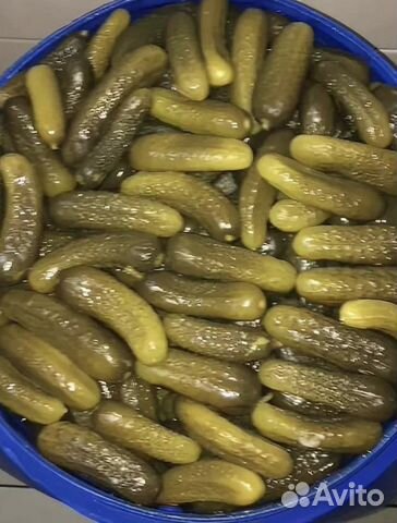 Огурец бочковой соленый