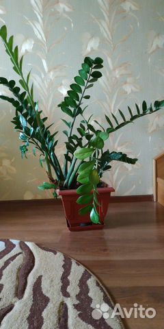 Замиокулькас