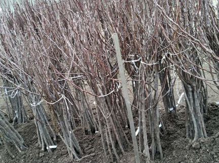 Саженцы плодово ягодных культур