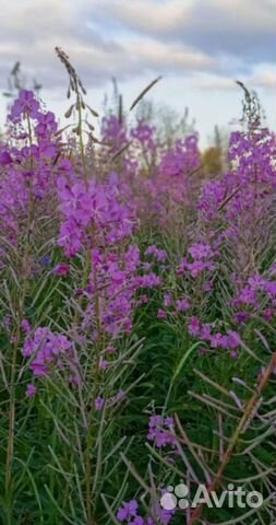 Гидролат Иван- чай