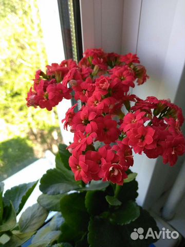 Каланхоэ красного цвета