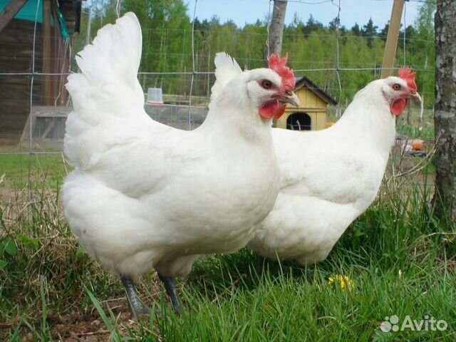 Куры несушки