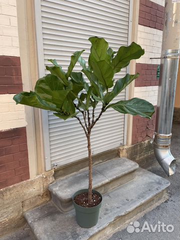 Фикус Лирата