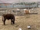 Коровы быки телки телята объявление продам