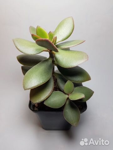 Crassula Ovata (денежное дерево)