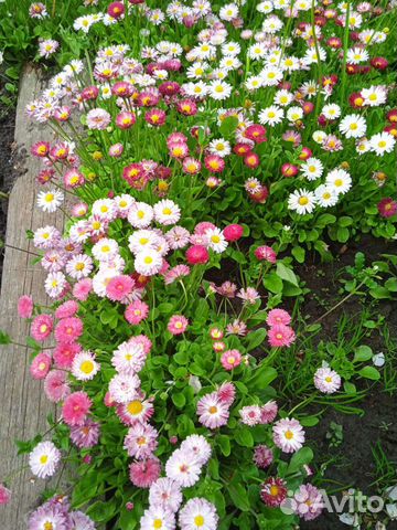 Маргаритки рассада, хоста, аквилегия