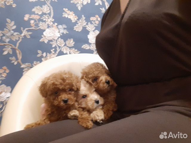 Мальтипу ф1 Мини mikro f1 тикап Москвичи