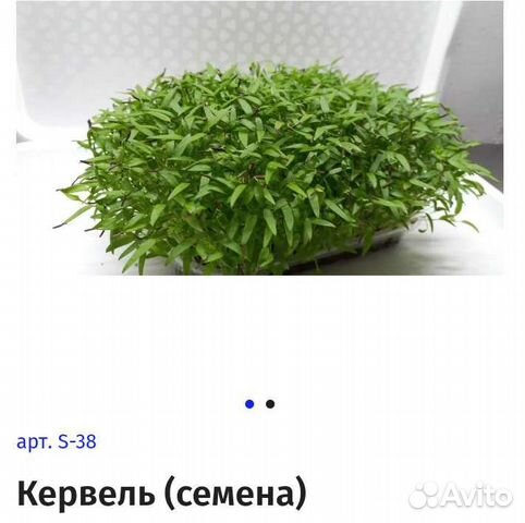 Кервель семена фото