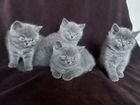 Британские голубые котята объявление продам